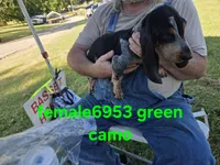 F6953, a female Basset Bleu de Gascogne for sale in Saltillo, TX – 1 of 10