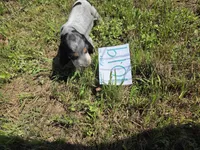M1019, a male Basset Bleu de Gascogne for sale in Saltillo, TX – 7 of 8