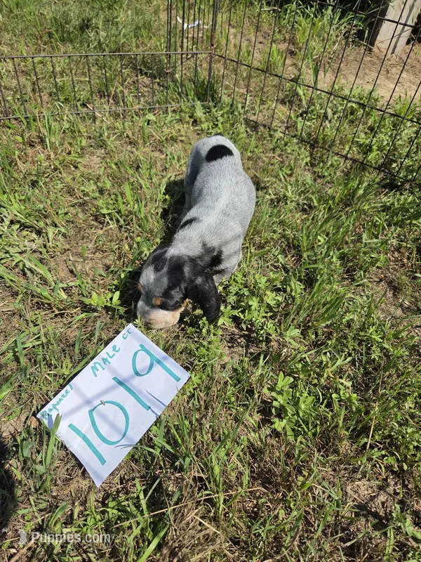 M1019 – Basset Bleu de Gascogne puppy for sale in Saltillo, TX