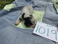 M1019, a male Basset Bleu de Gascogne for sale in Saltillo, TX – Photo 4 of 6