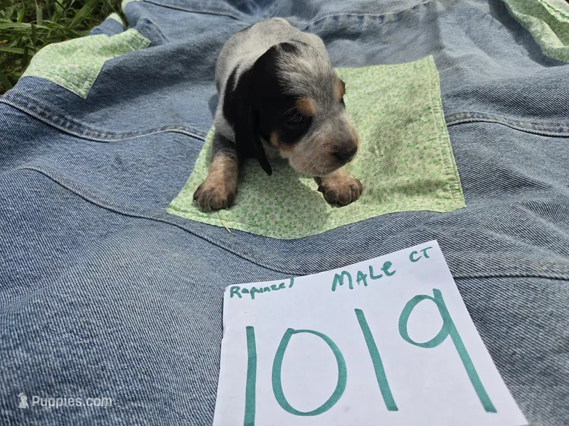M1019 – Basset Bleu de Gascogne puppy for sale in Saltillo, TX