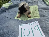 M1019, a male Basset Bleu de Gascogne for sale in Saltillo, TX – Photo 1 of 6