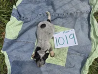 M1019, a male Basset Bleu de Gascogne for sale in Saltillo, TX – Photo 3 of 6