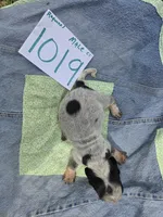 M1019, a male Basset Bleu de Gascogne for sale in Saltillo, TX – Photo 6 of 6