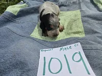 M1019, a male Basset Bleu de Gascogne for sale in Saltillo, TX – Photo 2 of 6
