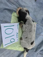 M1019, a male Basset Bleu de Gascogne for sale in Saltillo, TX – Photo 5 of 6