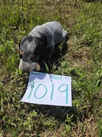 M1019, a male Basset Bleu de Gascogne for sale in Saltillo, TX – 8 of 8