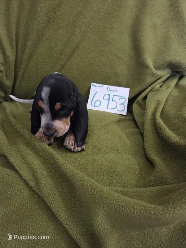 F6953 – Basset Bleu de Gascogne puppy for sale in Saltillo, TX