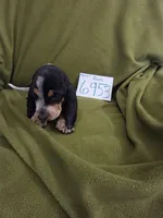 F6953, a female Basset Bleu de Gascogne for sale in Saltillo, TX – 1 of 10