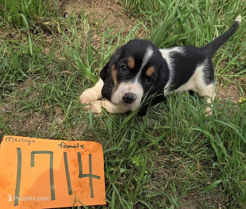 F1714 – Basset Hound puppy for sale in Saltillo, TX