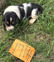 F1714, a female Basset Hound for sale in Saltillo, TX – Photo 4 of 4