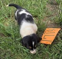 F1714, a female Basset Hound for sale in Saltillo, TX – Photo 2 of 4