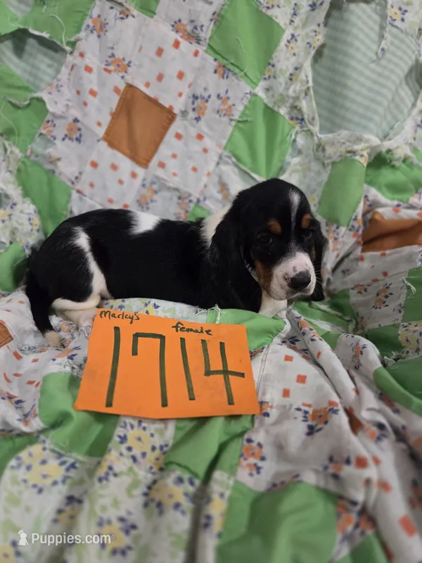 F1714 – Basset Hound puppy for sale in Saltillo, TX