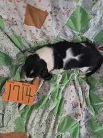 F1714, a female Basset Hound for sale in Saltillo, TX – 4 of 8