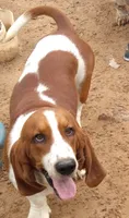 Coming soon, a  Basset Hound for sale in Saltillo, TX – 3 of 10