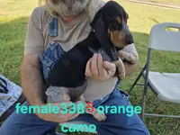 F3385, a female Basset Bleu de Gascogne for sale in Saltillo, TX – 9 of 10