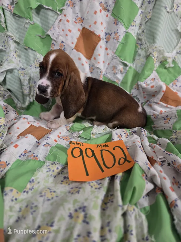 M9902 – Basset Hound puppy for sale in Saltillo, TX