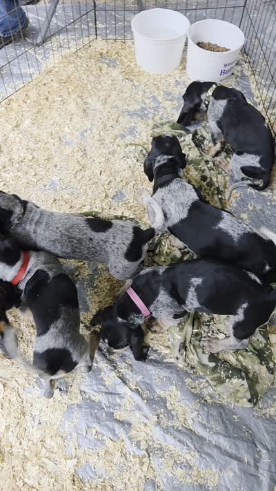 M7631, a female Basset Bleu de Gascogne for sale in Saltillo, TX – 10 of 10