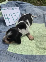 F4737, a female Basset Bleu de Gascogne for sale in Saltillo, TX – Photo 3 of 4