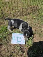 F4737, a female Basset Bleu de Gascogne for sale in Saltillo, TX – 8 of 10