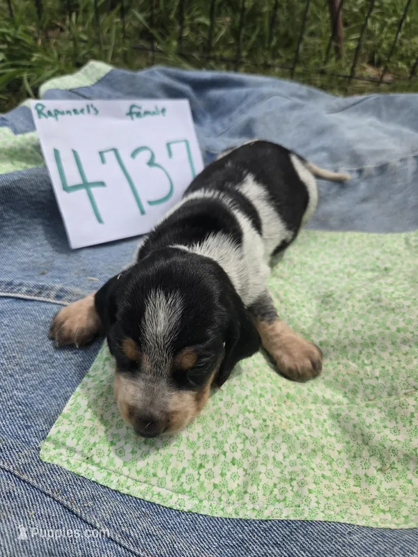 F4737 – Basset Bleu de Gascogne puppy for sale in Saltillo, TX