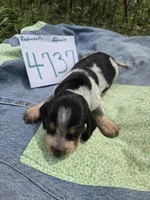 F4737, a female Basset Bleu de Gascogne for sale in Saltillo, TX – Photo 2 of 4