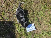 F4737, a female Basset Bleu de Gascogne for sale in Saltillo, TX – 9 of 10