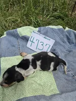 F4737, a female Basset Bleu de Gascogne for sale in Saltillo, TX – Photo 4 of 4