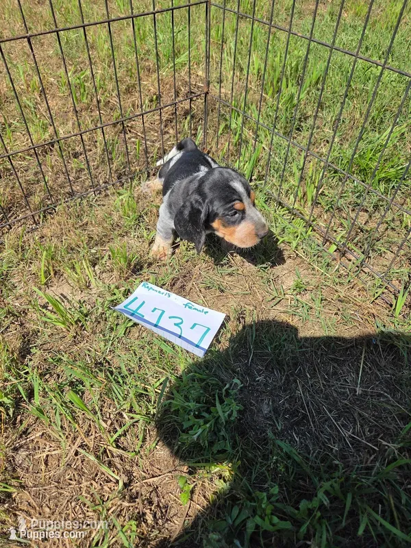 F4737 – Basset Bleu de Gascogne puppy for sale in Saltillo, TX