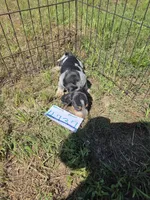 F4737, a female Basset Bleu de Gascogne for sale in Saltillo, TX – 7 of 10