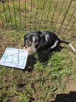 F4737, a female Basset Bleu de Gascogne for sale in Saltillo, TX – 6 of 10