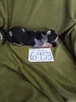 F6953, a female Basset Bleu de Gascogne for sale in Saltillo, TX – 3 of 10