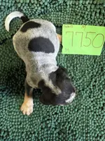 M7750, a male Bluetick Coonhound for sale in Saltillo, TX – Photo 4 of 8