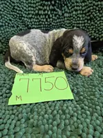 M7750, a male Bluetick Coonhound for sale in Saltillo, TX – Photo 1 of 8