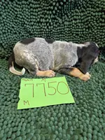 M7750, a male Bluetick Coonhound for sale in Saltillo, TX – Photo 5 of 8