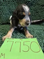 M7750, a male Bluetick Coonhound for sale in Saltillo, TX – Photo 3 of 8