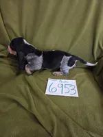 F6953, a female Basset Bleu de Gascogne for sale in Saltillo, TX – 2 of 10