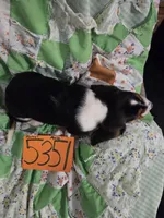 M5351, a male Basset Hound for sale in Saltillo, TX – 4 of 4