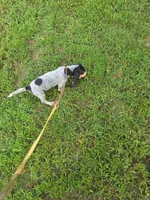 M1019, a male Basset Bleu de Gascogne for sale in Saltillo, TX – 3 of 8