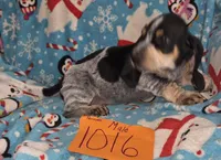 M1016, a male Basset Hound for sale in Saltillo, TX – Photo 3 of 5