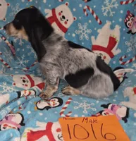 M1016, a male Basset Hound for sale in Saltillo, TX – Photo 4 of 5