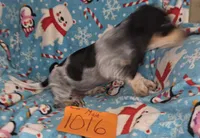 M1016, a male Basset Hound for sale in Saltillo, TX – Photo 5 of 5