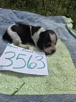 F3563, a female Basset Bleu de Gascogne for sale in Saltillo, TX – Photo 4 of 5
