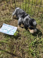 F3563, a female Basset Bleu de Gascogne for sale in Saltillo, TX – 3 of 9