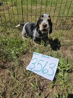 F3563, a female Basset Bleu de Gascogne for sale in Saltillo, TX – 2 of 9