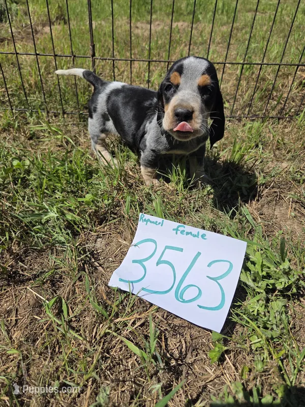 F3563 – Basset Bleu de Gascogne puppy for sale in Saltillo, TX