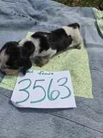 F3563, a female Basset Bleu de Gascogne for sale in Saltillo, TX – Photo 3 of 5