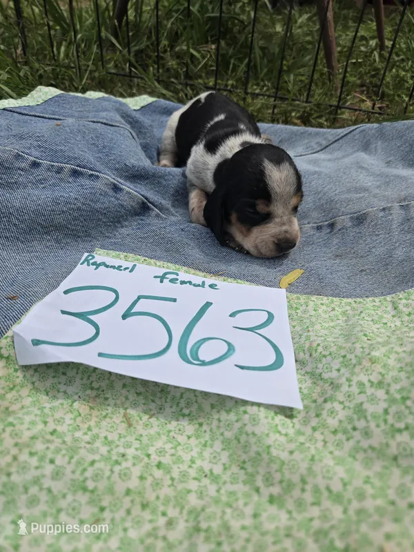 F3563 – Basset Bleu de Gascogne puppy for sale in Saltillo, TX