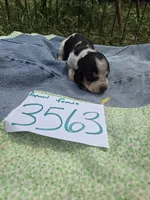F3563, a female Basset Bleu de Gascogne for sale in Saltillo, TX – Photo 5 of 5