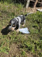 F3563, a female Basset Bleu de Gascogne for sale in Saltillo, TX – 4 of 9